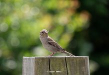 Custom AA-1.jpg Custom AA-1.jpg