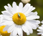 Lindsey.jpg Lindsey.jpg