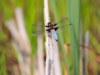 Lindsey-1.jpg Lindsey-1.jpg