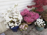 Japanese Corner 800.jpg