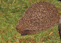 IMG_8382.jpg IMG_8382.jpg