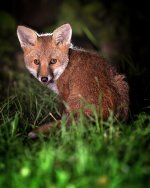 52953549266_ccce0e84d8_b-02.jpeg 52953549266_ccce0e84d8_b-02.jpeg