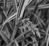 B&Wmiscanthus-sinensis.jpg