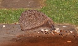 IMG_8525.jpg IMG_8525.jpg