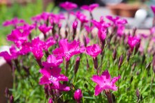 DSC02556.jpg DSC02556.jpg