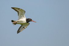 _7824291.jpg _7824291.jpg