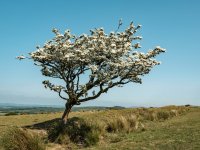 001 Lone Tree 01-6567 PS Adj.JPG 001 Lone Tree 01-6567 PS Adj.JPG