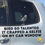 Bird.jpg
