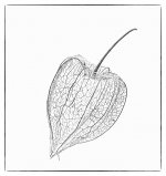 physalis.jpg