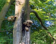 June - Crafted by Nature.jpg