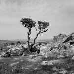 203 Lone Tree on Kings Tor 01-00500004 PS Adj.JPG