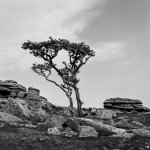 204 Lone Tree on Kings Tor 02-00500005 PS Adj.JPG 204 Lone Tree on Kings Tor 02-00500005 PS Adj.JPG