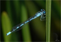 FB - Externl-Edit EllesmereRX10-215.jpg