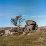 001 Emsworthy Tree Portra 02-000093840002 PS Adj.JPG