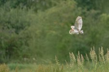 _7813107.jpg _7813107.jpg