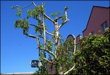 Geometric tree Haven Road Exe walk A65 16-300 DSC00521.JPG Geometric tree Haven Road Exe walk A65 16-300 DSC00521.JPG