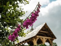 001 Foxglove 01-6645 PS Adj.JPG 001 Foxglove 01-6645 PS Adj.JPG