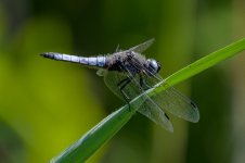 DSC_3165.jpg DSC_3165.jpg