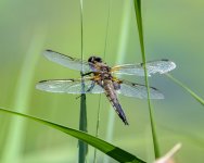 DSC_3293.jpg DSC_3293.jpg