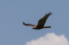 DSC_3380.jpg DSC_3380.jpg