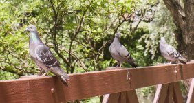 DSC02641-c.jpg DSC02641-c.jpg