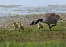 Nurturing Nature.jpg