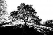 High contrast tree 17mm 5D IMG_0063.JPG