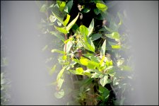 Leaves on a bush Kowa TSN-1 D600 D60_5019.JPG