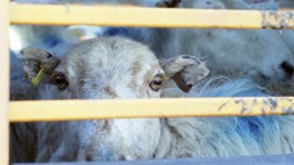 Off to market 16x9 LR.jpg Off to market 16x9 LR.jpg