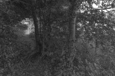 _7813299.jpg _7813299.jpg