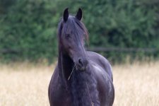 Week 26 - watching (1 of 1).jpg