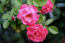 967A7681-2477-4856-8DE2-2750044A7BB9.jpeg 967A7681-2477-4856-8DE2-2750044A7BB9.jpeg