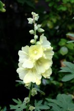 2CD2F95E-F2FE-413A-AB47-D598CCCA0260.jpeg 2CD2F95E-F2FE-413A-AB47-D598CCCA0260.jpeg