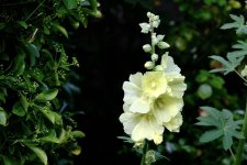 EA28F79D-5A5A-462C-8B9B-A89C5B503D0C.jpeg EA28F79D-5A5A-462C-8B9B-A89C5B503D0C.jpeg