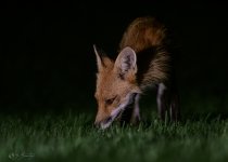 _SGK0132.jpg _SGK0132.jpg