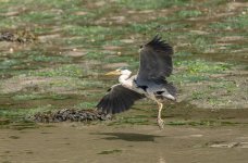 BadBirdPics-0310.jpg BadBirdPics-0310.jpg