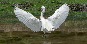 BadBirdPics-0443.jpg BadBirdPics-0443.jpg