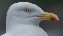 BadBirdPics-0395.jpg BadBirdPics-0395.jpg