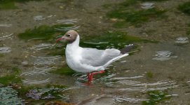 BadBirdPics-0359.jpg BadBirdPics-0359.jpg