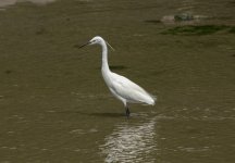 BadBirdPics-0354.jpg BadBirdPics-0354.jpg