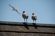 BadBirdPics-0374.jpg BadBirdPics-0374.jpg