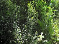 Spiky leaves garden Ixus 70 IMG_4394.jpg Spiky leaves garden Ixus 70 IMG_4394.jpg