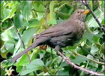 Blackbird and wild cherries PSZ IMG_0136.JPG Blackbird and wild cherries PSZ IMG_0136.JPG
