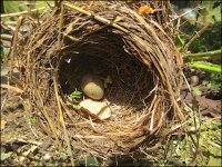 Abandoned nest Ixus 70 IMG_4332.JPG Abandoned nest Ixus 70 IMG_4332.JPG