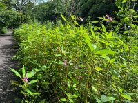 Week 29 - Pretty  Large.jpeg