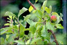 Tamron 500mm Mirror lens handheld test E-PL5 P7310001.jpg