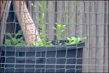 Tamron 500mm Mirror lens handheld test E-PL5 P7310003.JPG