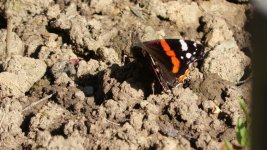 11000108.JPG 11000108.JPG