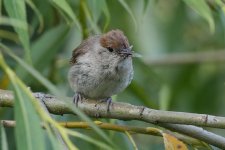 BC1 Crop.jpg BC1 Crop.jpg