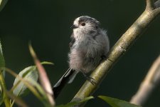 LTT2 Crop.jpg LTT2 Crop.jpg